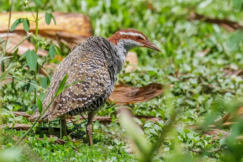 Banded Rail