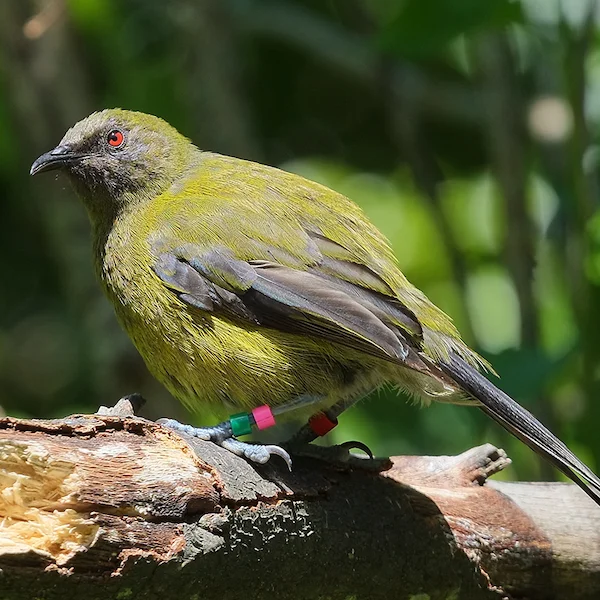 Bellbird