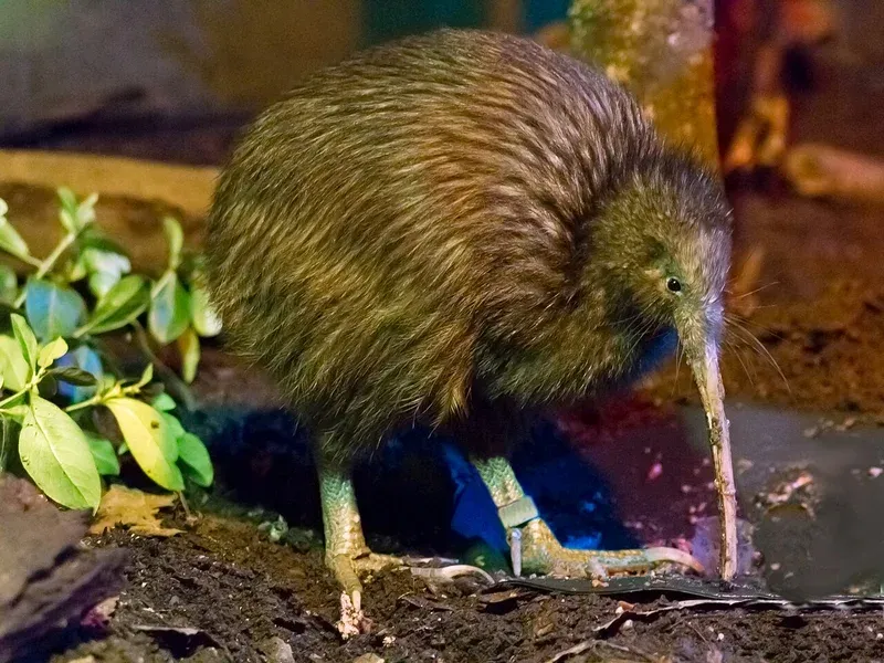 North Island Brown Kiwi