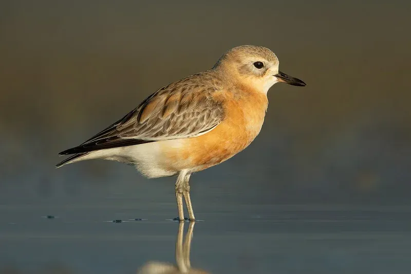 New Zealand Dotterel