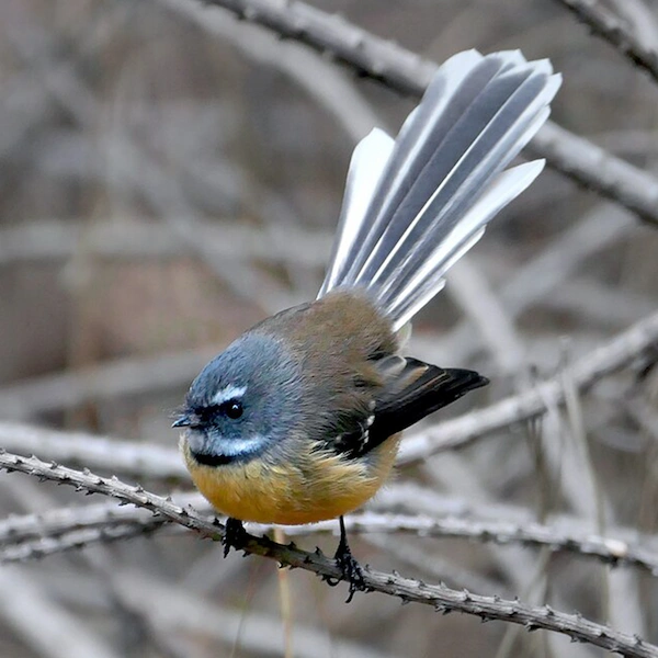 Fantail