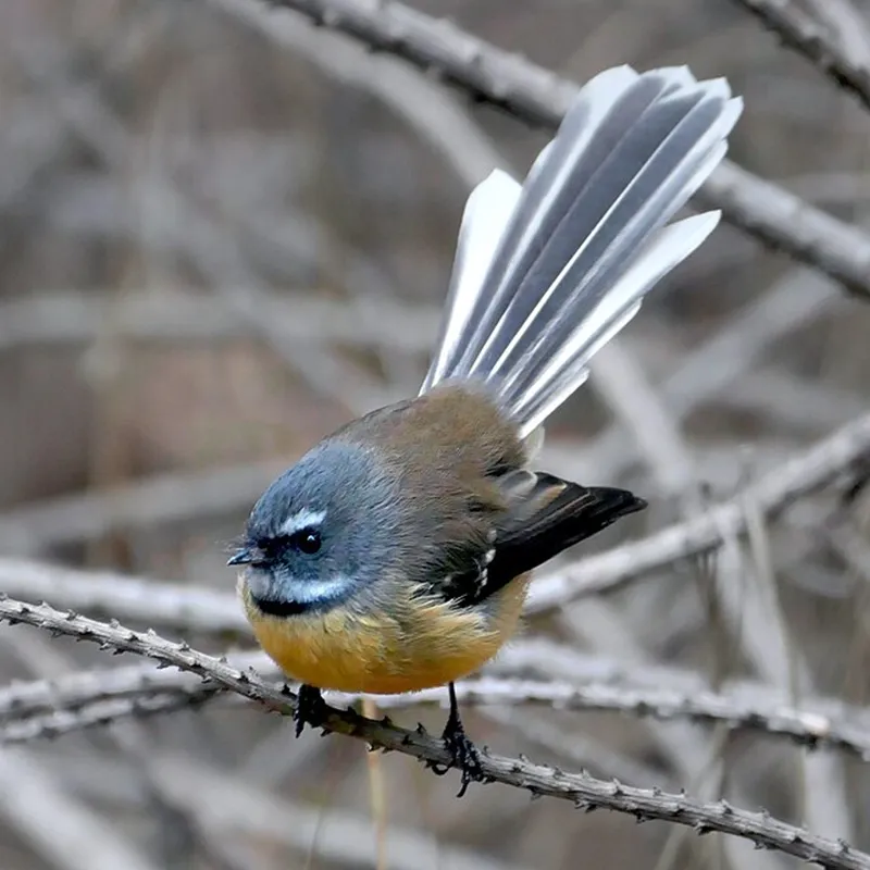 Fantail