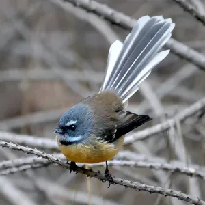 Fantail