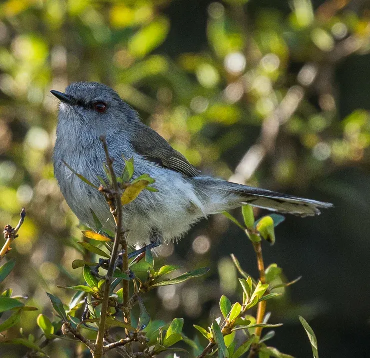 Grey Warbler