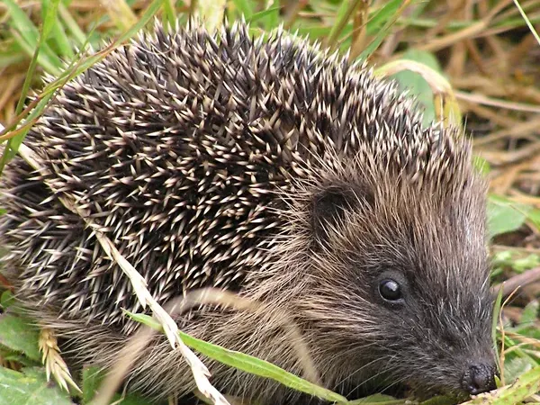 Hedgehog
