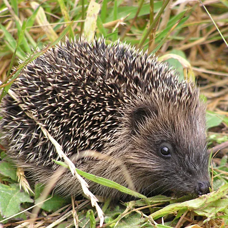 Hedgehog