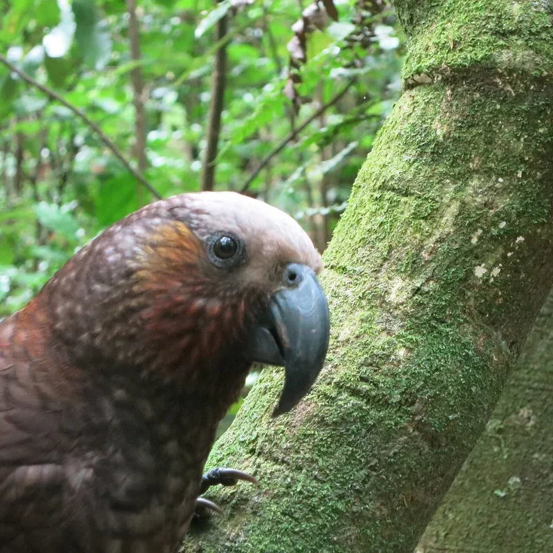 Kākā