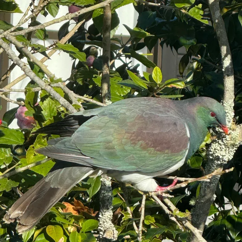 Kererū
