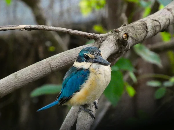 Kingfisher