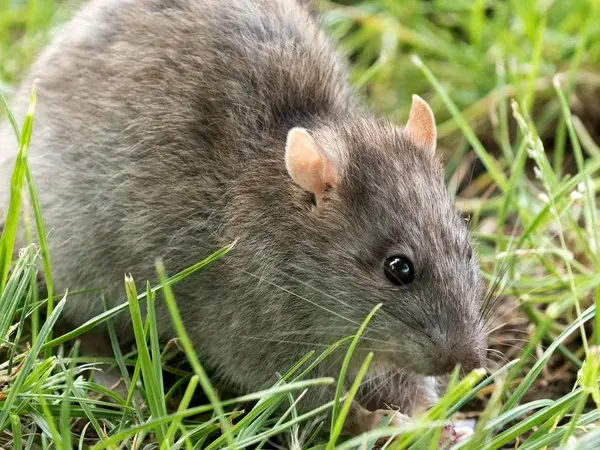 Norway Rat