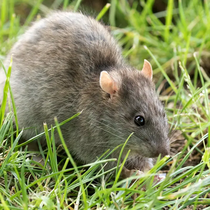 Norway Rat