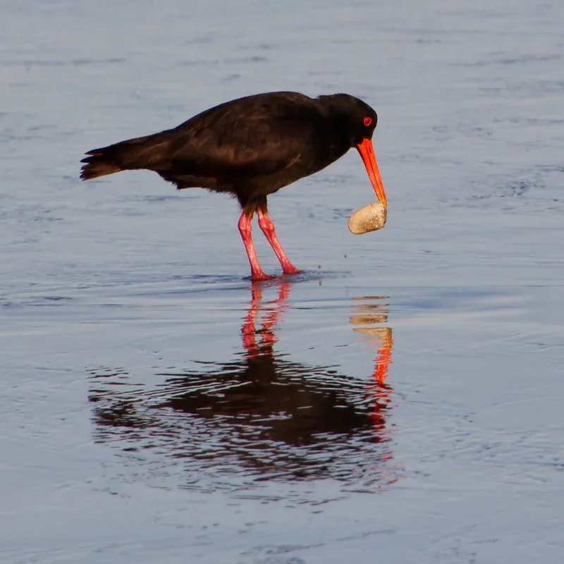 Variable Oystercatcher
