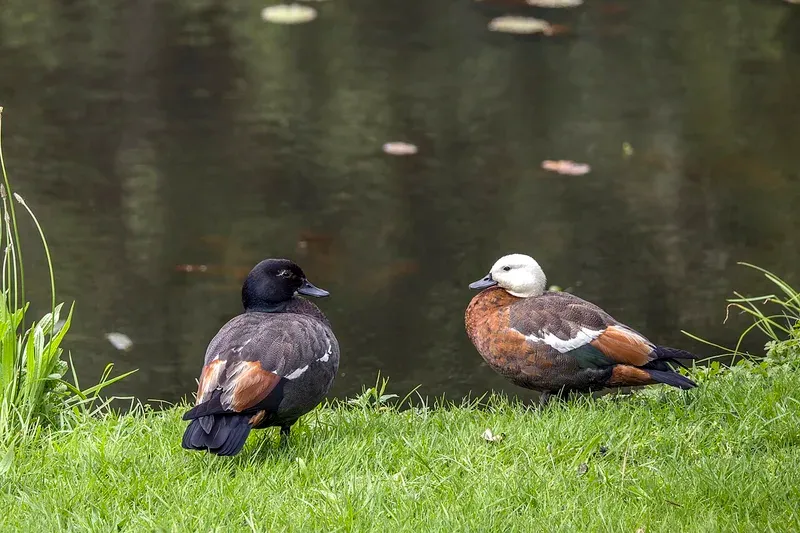 Paradise Shelduck