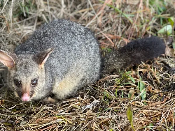 Common Brushtail Possum
