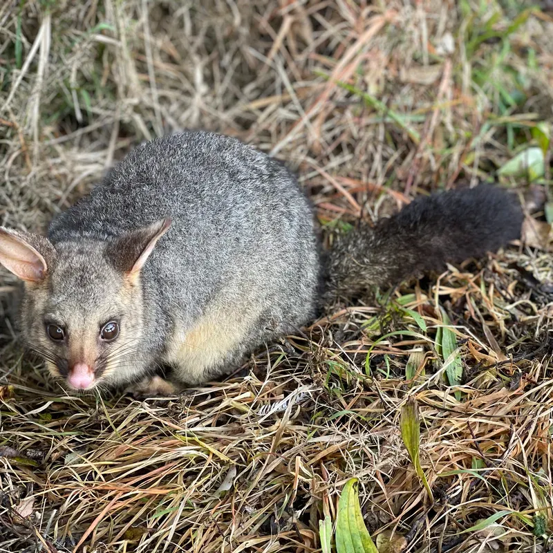 Common Brushtail Possum