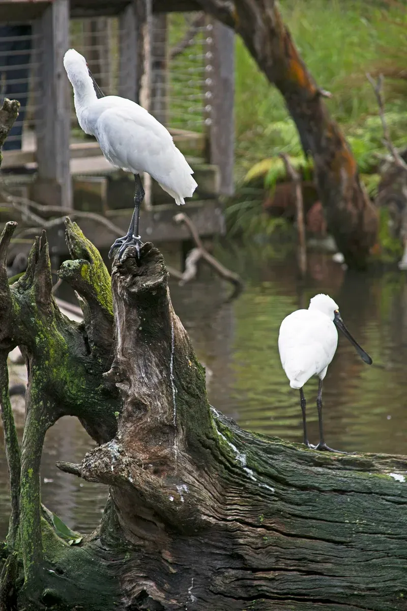 Royal Spoonbill