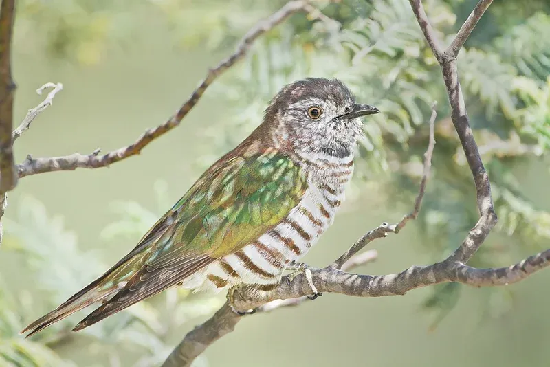 Shining Cuckoo