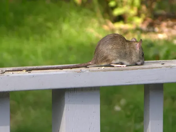 Ship Rat