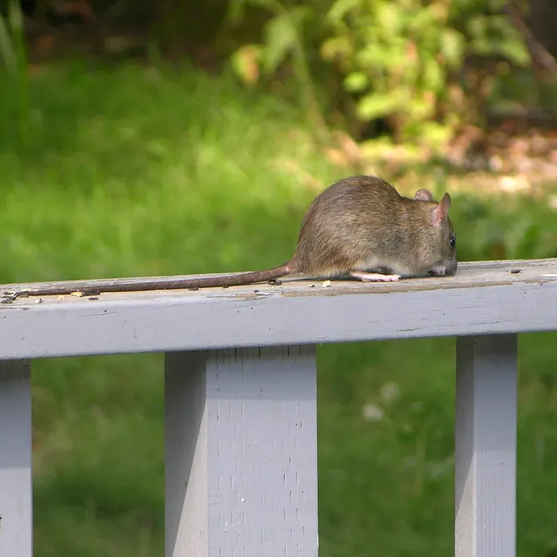 Ship Rat
