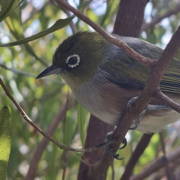 Silvereye