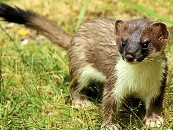 Stoat