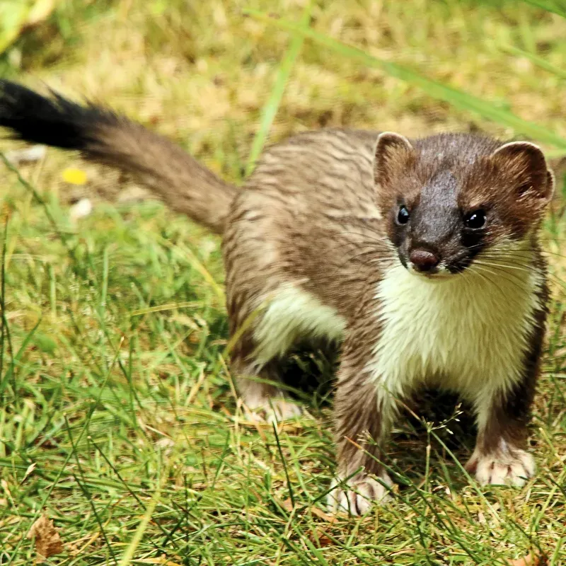 Stoat