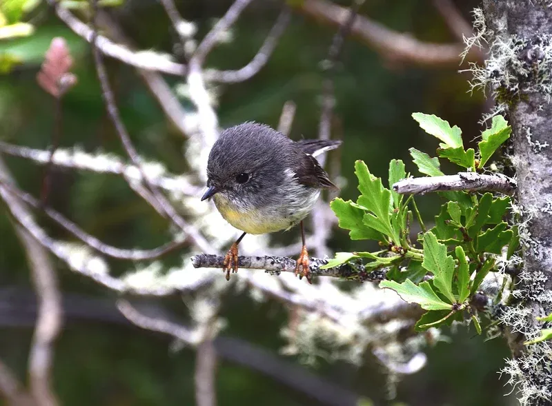 Tomtit
