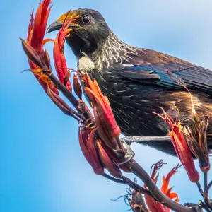 Tūī