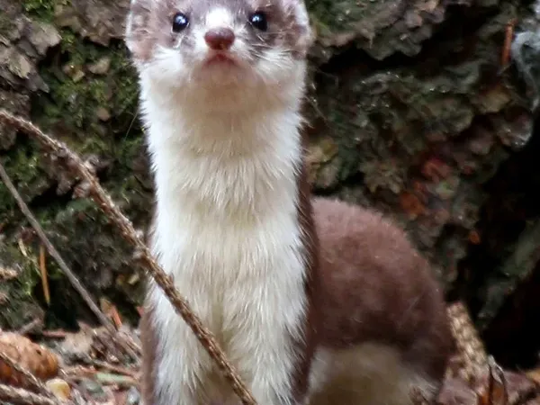 Weasel