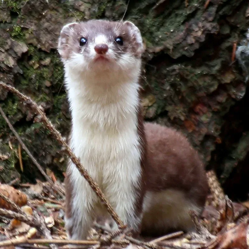 Weasel