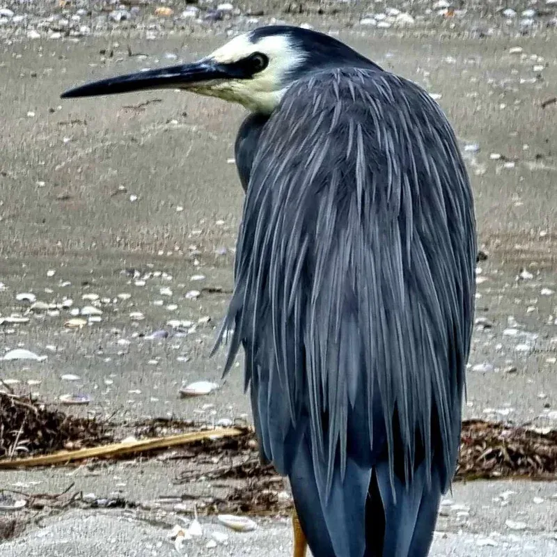 Native birds