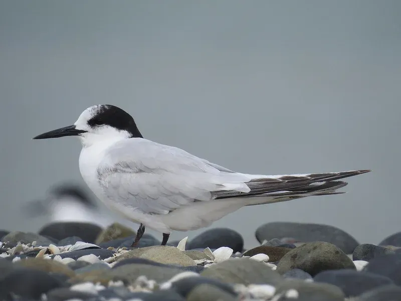 White-fronted Tern