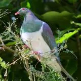 Kereru