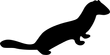 Mustelid